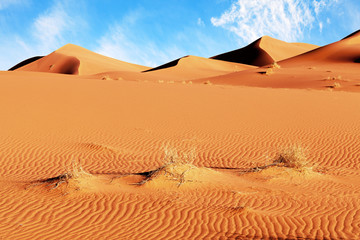 Fototapeta na wymiar Sahara desert dunes landscape. Morocco
