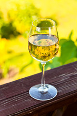 white wine in vineyard
