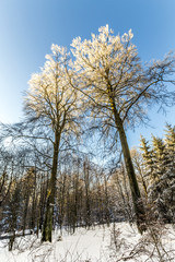 Naklejka na ściany i meble snow covered branches under blue sky