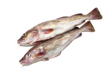 Whole cod fishes