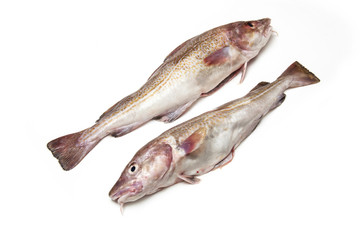 Whole cod fishes