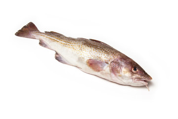 Whole cod fish