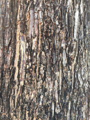 Obraz premium Pattern of Tree Bark