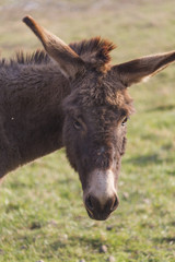 donkey in the farm