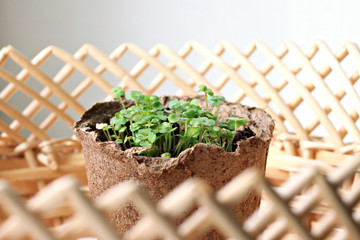 Fresh young seedlings in pot and straw basket