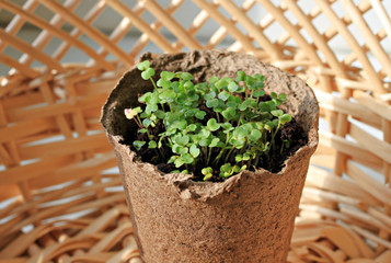 Fresh young seedlings in pot and straw sunlit basket