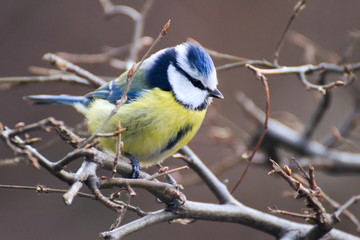 Blue tit