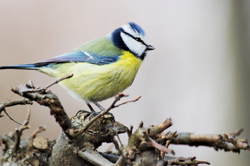 Blue tit