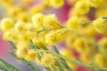 Obraz premium Mimosa flowers