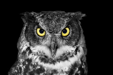 Great Horned owl in BW - 79504746