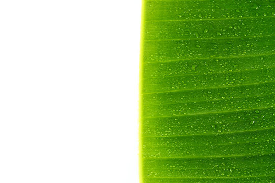 Banana leaves