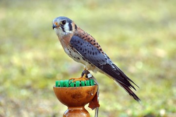 Buntfalke