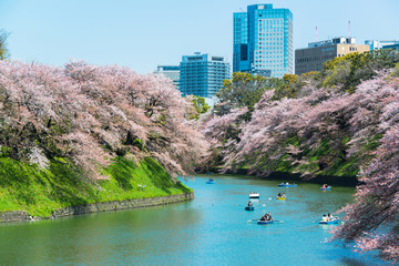Obraz premium Japoński kwiat wiśni wiosną