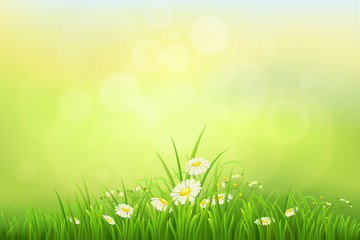 Spring nature background with green grass and daisies