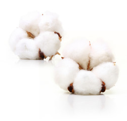 Cotton plant flower