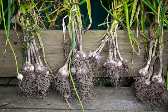Garlic plucked from the garden
