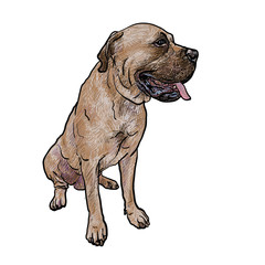 Drawing of mastiff dog on sitting pose