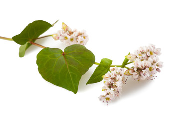 Buckwheat flowers © Scisetti Alfio