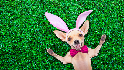 easter egg bunny dog