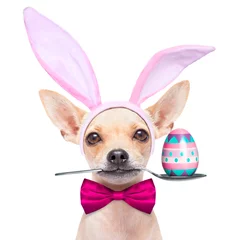 Acrylic prints Crazy dog easter egg bunny dog