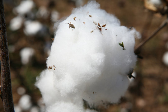 weevil of cotton