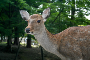 Naklejka na ściany i meble Tame deer wander around the city centre of Nara, Japan.