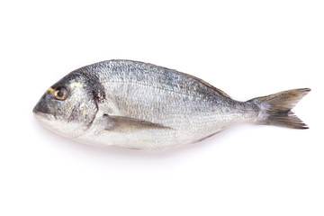 Fototapeta premium Fresh dorado fish