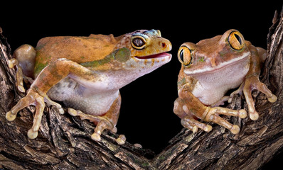 Naklejka premium Gecko Frog with Friend