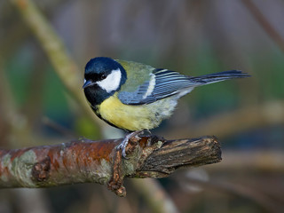 Great Tit (Parus major)