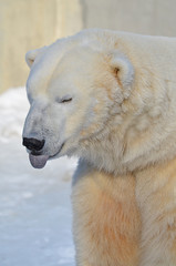 Fototapeta na wymiar Белый медведь высунул язык.