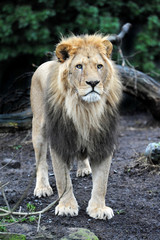 Fototapeta na wymiar Lion (Panthera leo)