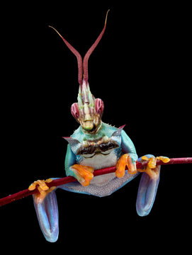 Mantis Frog