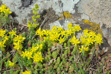 Goldmoss stonecrop, Sedum acre