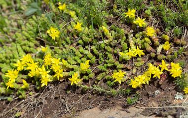 Goldmoss stonecrop, Sedum acre