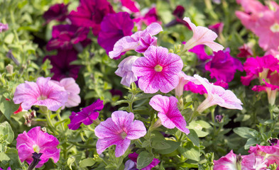 Pink petunia flowers, close up view, selective focus