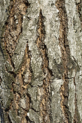 Birch tree bark