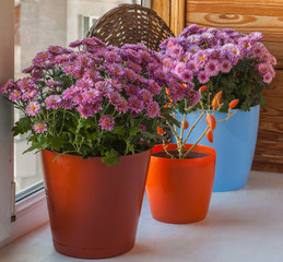 Autumn arrangement from decorative pepper and chrysanthemums