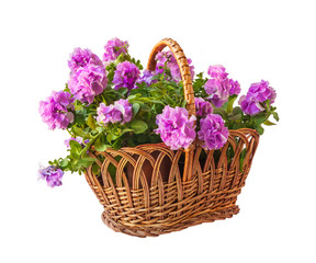 Double petunia in a basket