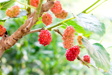 young red Mulberry fruit on tree