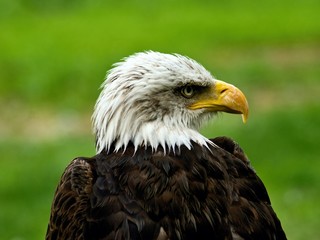 Eagle head