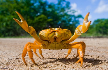 Yellow land crab - obrazy, fototapety, plakaty