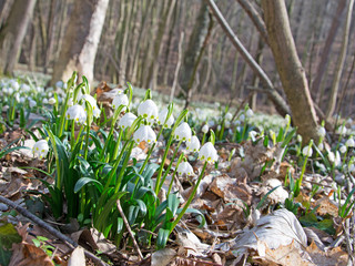 Märzenbecher - Leucojum vernum