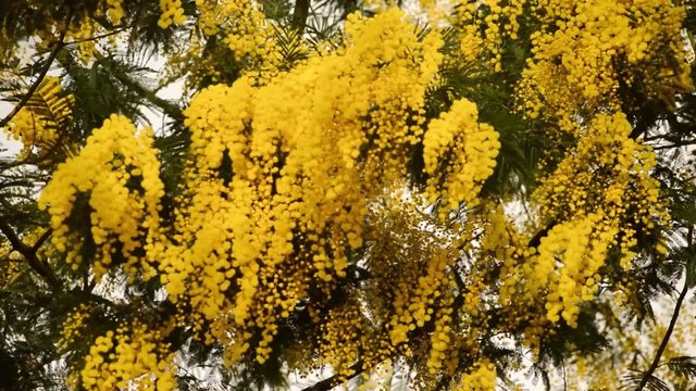 Yellow Tree Close Up