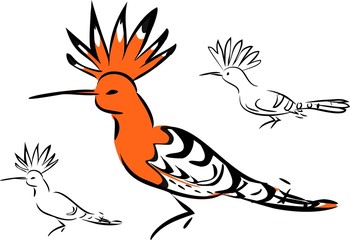 Sketch of hoopoe