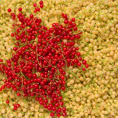 Johannisbeeren - Ribes