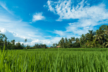 Fototapeta na wymiar Rice fields in Ubud