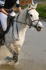 Obraz premium cross équestre