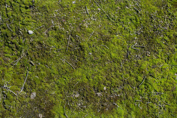 Moss