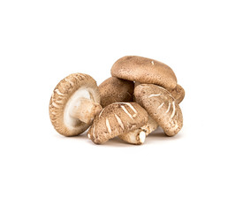 Fototapeta premium Chinese mushroom on white background