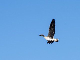 Pink-footed goose